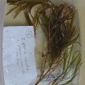 site18 fan-like array of submerged leaves quest ribbon-leaf pondweed
